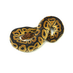 Clown Het DG Ball Python