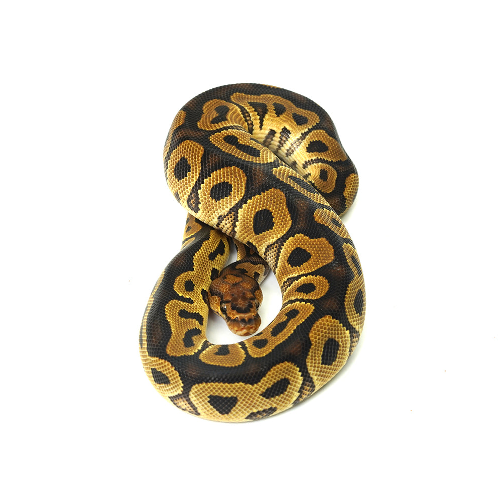 Clown Het DG Ball Python