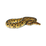 Clown Het DG Ball Python