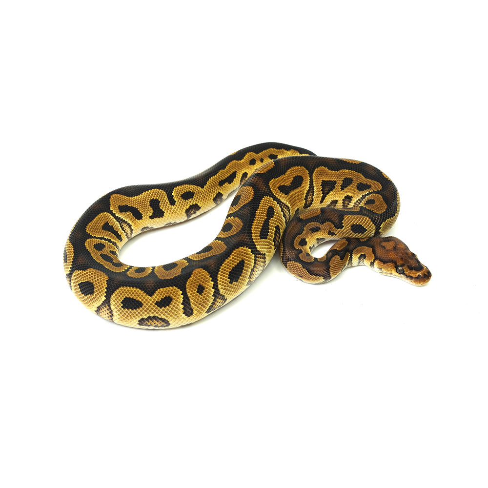 Clown Het DG Ball Python