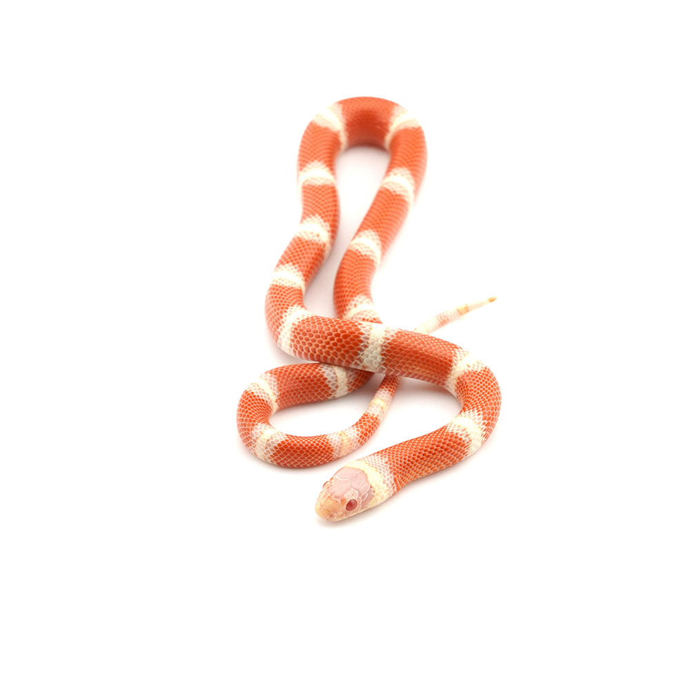 Albino Nelson Milk Snake