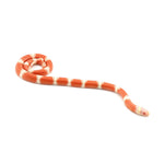 Albino Nelson Milk Snake