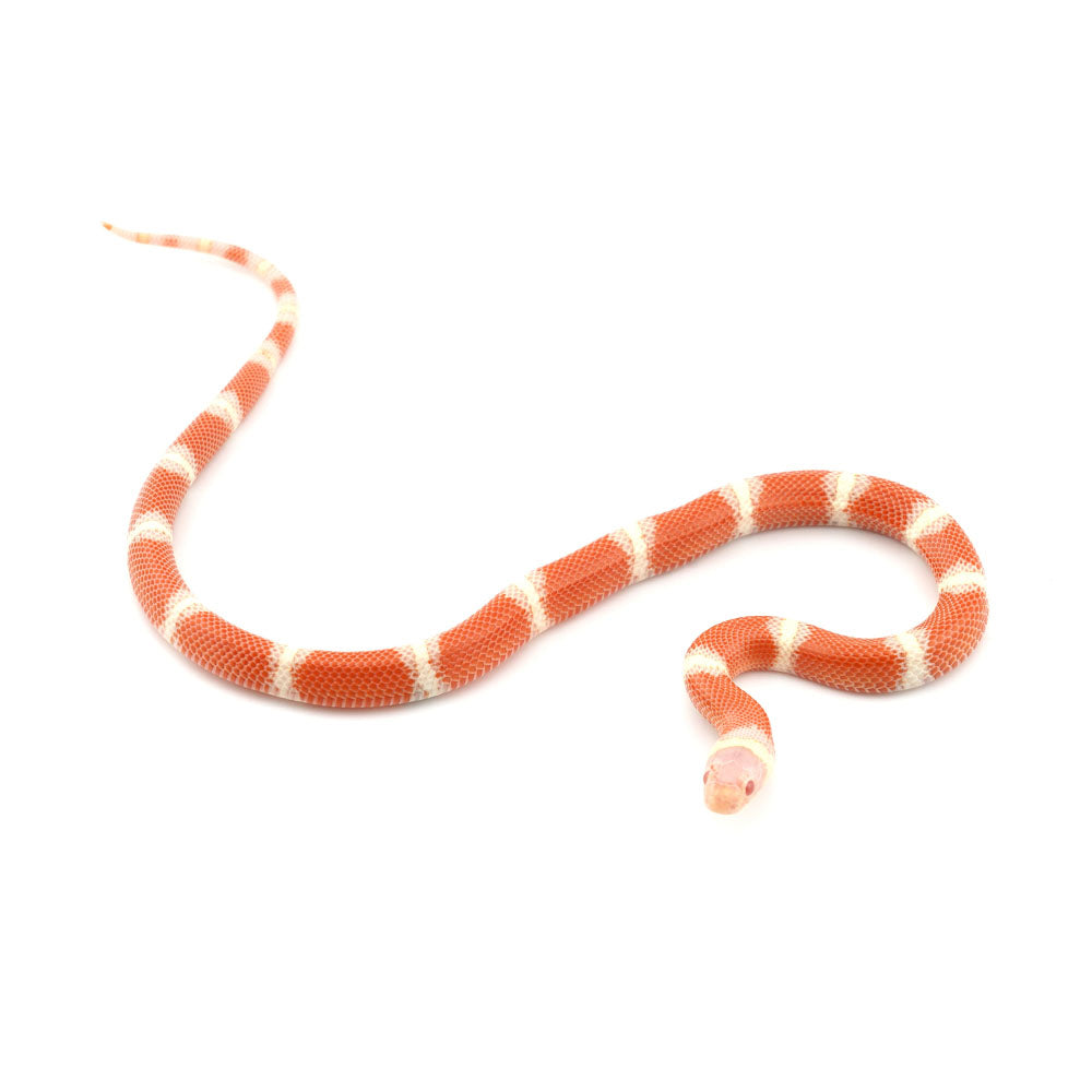 Albino Nelson Milk Snake