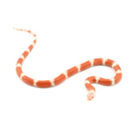 Albino Nelson Milk Snake
