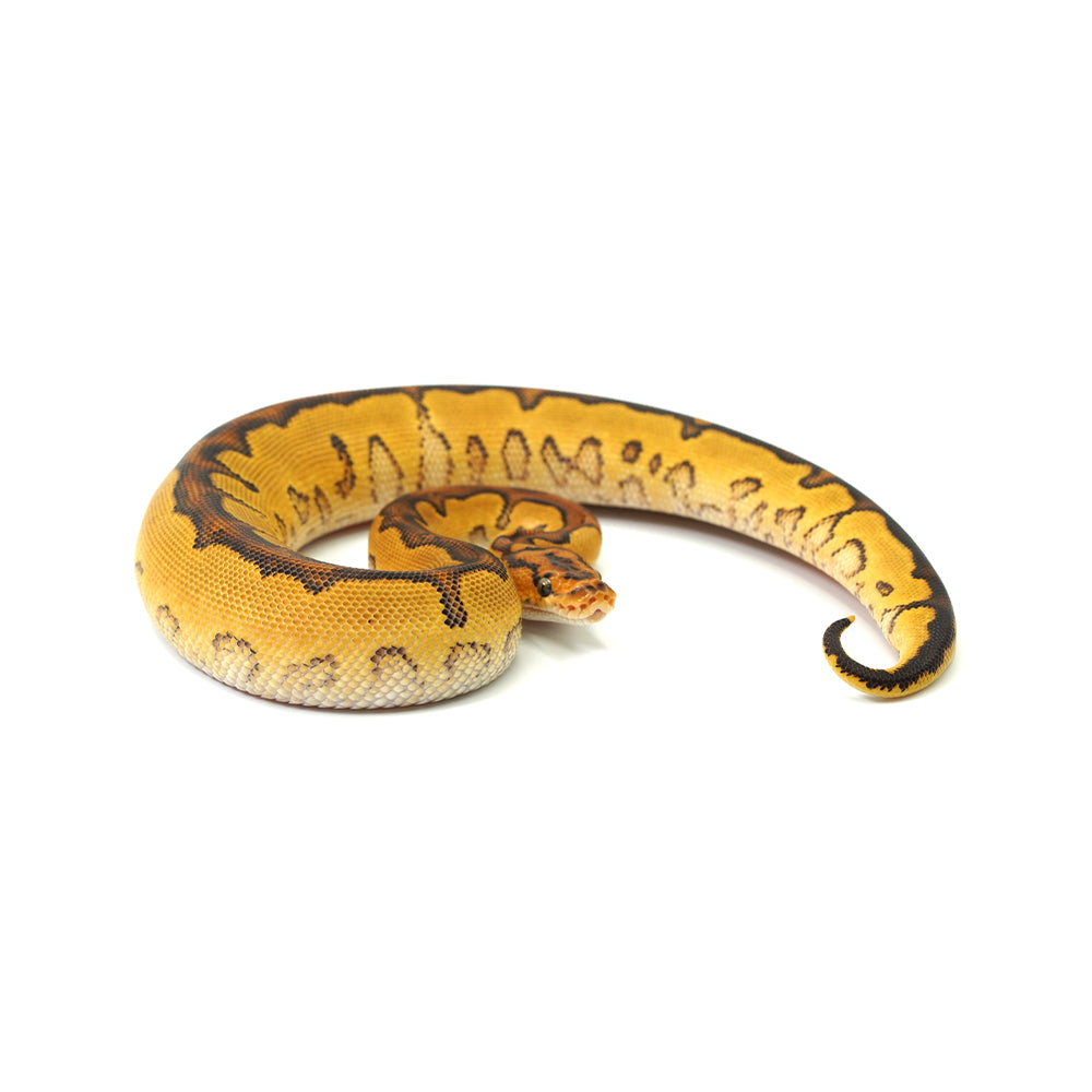 Special Clown Ball Python