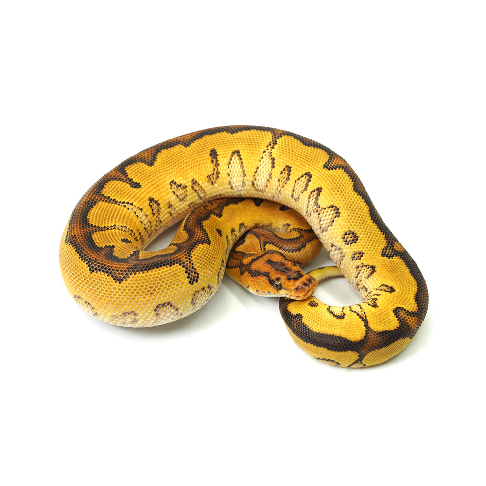 Special Clown Ball Python