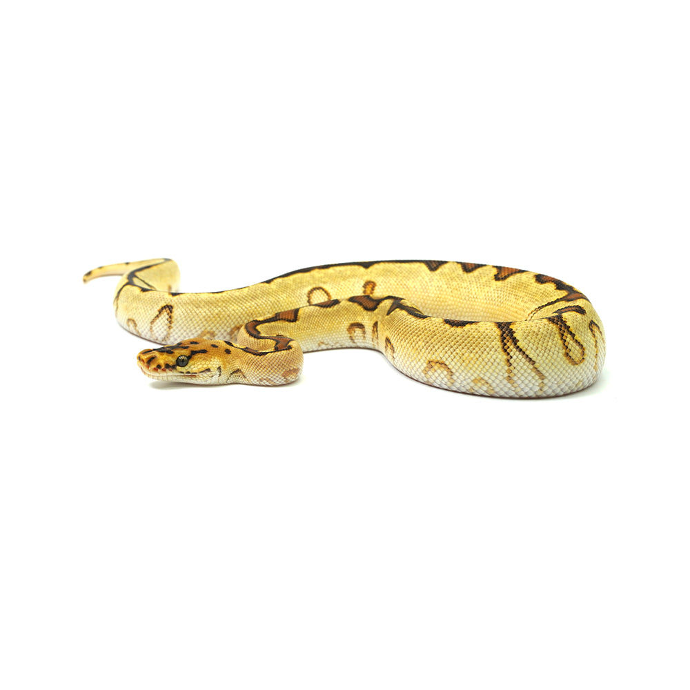 Enchi Spotnose Pos Special Clown Ball Python