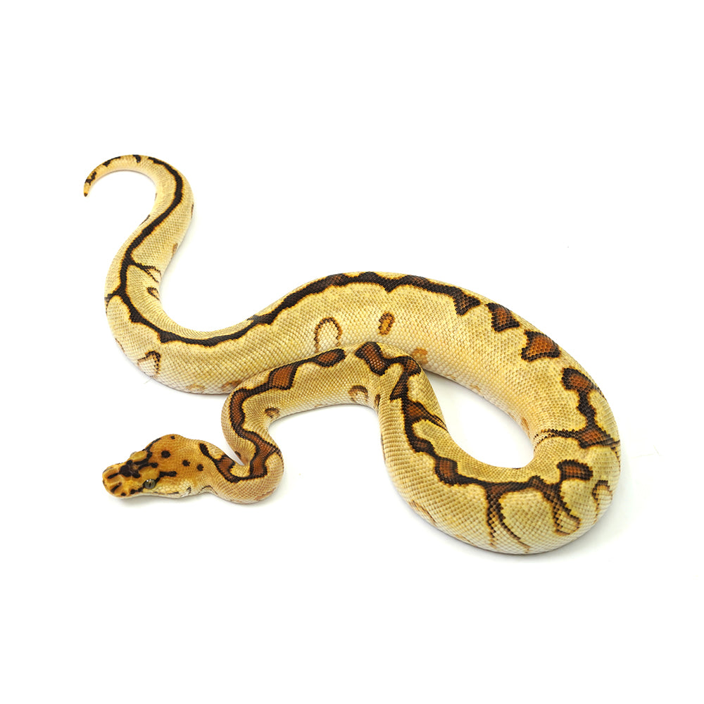 Enchi Spotnose Pos Special Clown Ball Python