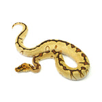 Enchi Spotnose Pos Special Clown Ball Python