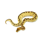 Enchi Spotnose Pos Special Clown Ball Python