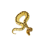 Enchi Spotnose Pos Special Clown Ball Python