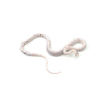 Palmetto ph Amel Anery Blood Red Motley