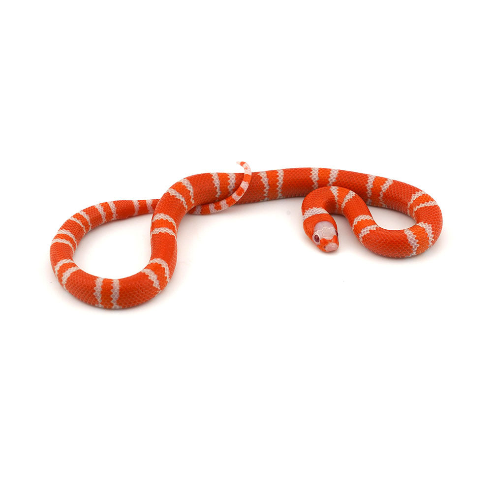 Albino Tangerine Honduran Milk Snake