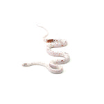 Palmetto ph Amel Anery Blood Red Motley