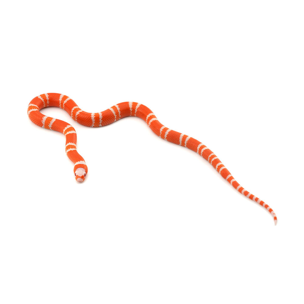 Albino Tangerine Honduran Milk Snake