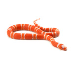 Albino Tangerine Honduran Milk Snake