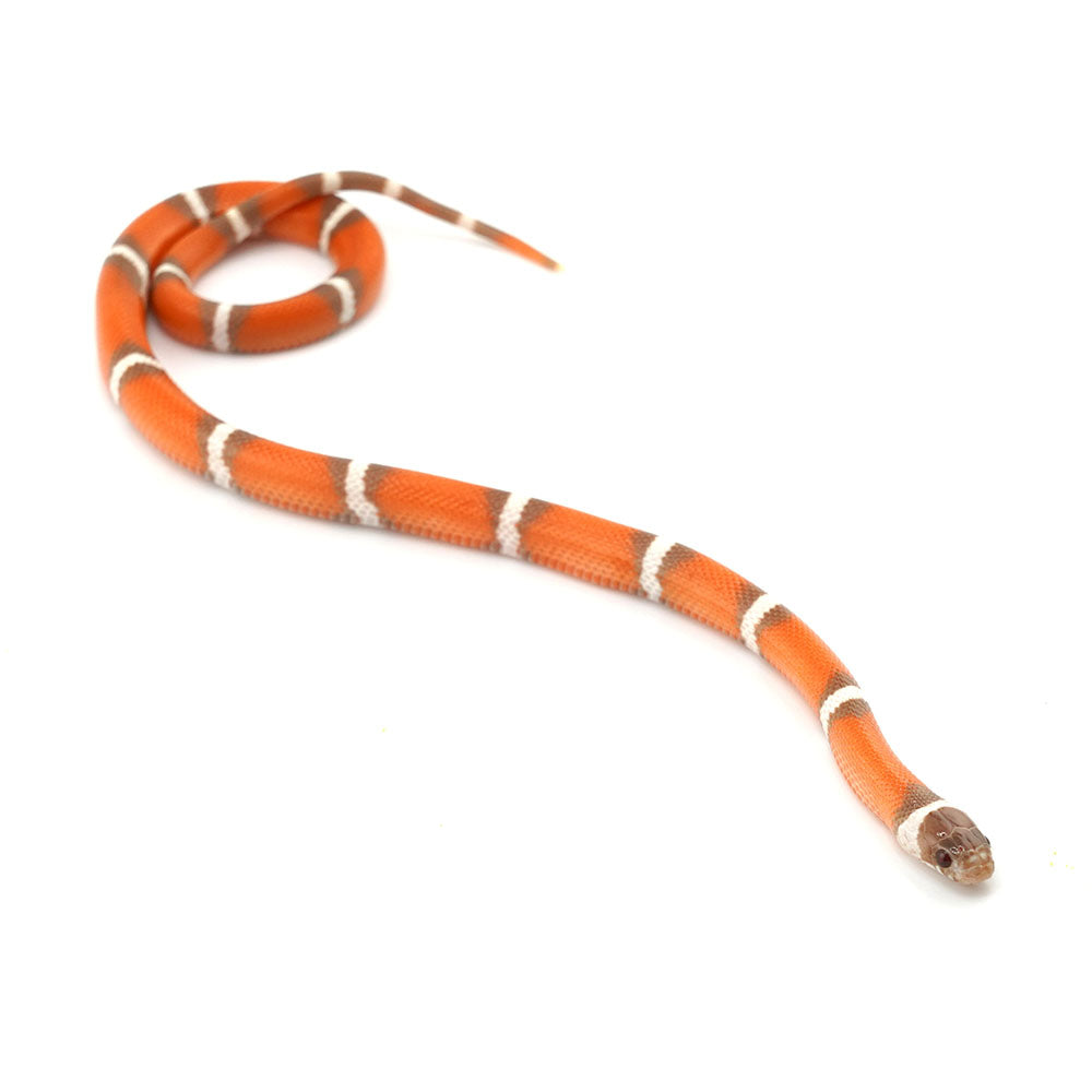 Hypo Erythristic Nelson Milk Snake