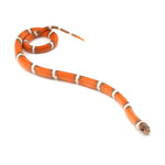 Hypo Erythristic Nelson Milk Snake