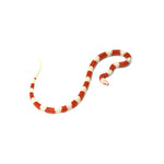 Albino Nelson Milk Snake