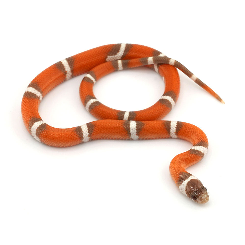 Hypo Erythristic Nelson Milk Snake