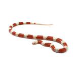 Albino Nelson Milk Snake