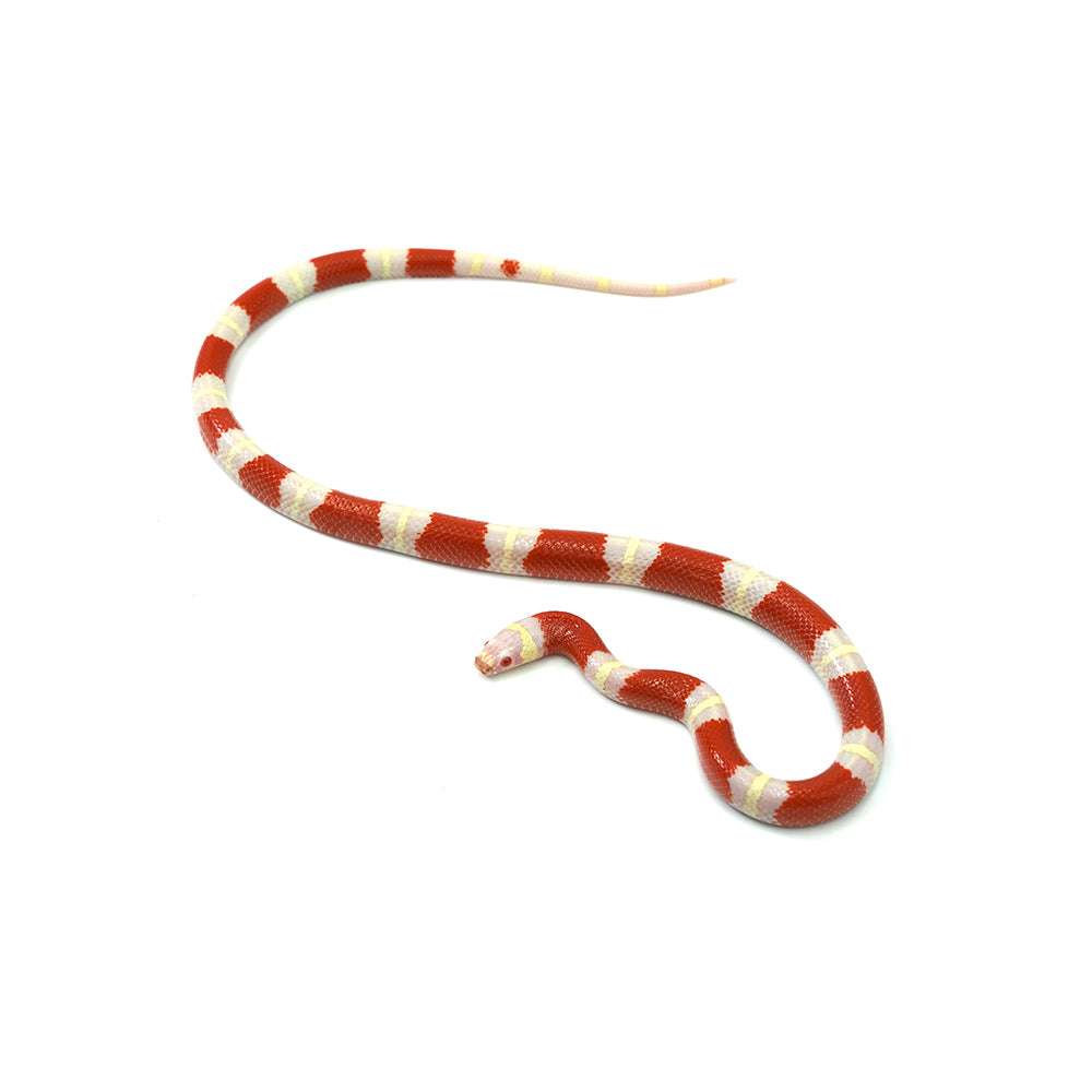 Albino Nelson Milk Snake