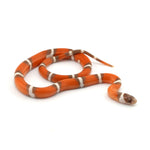 Hypo Erythristic Nelson Milk Snake