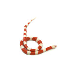 Albino Nelson Milk Snake
