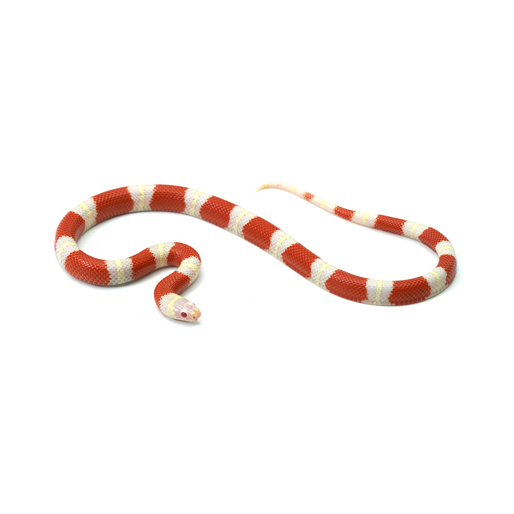 Albino Nelson Milk Snake