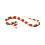 Albino Nelson Milk Snake