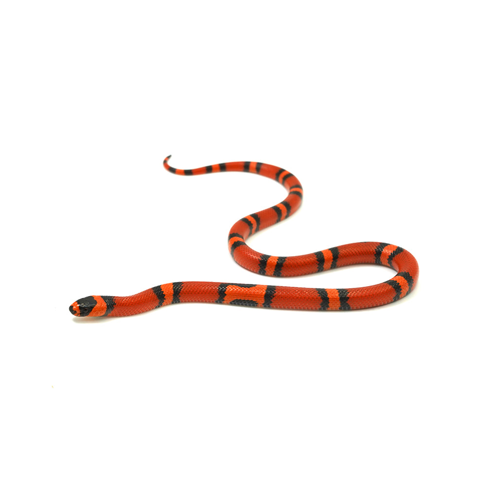 Tangerine Honduran Milk Snake