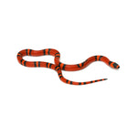 Tangerine Honduran Milk Snake
