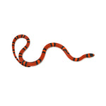 Tangerine Honduran Milk Snake
