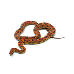 Obbotts Okeetee het Lava Corn Snake