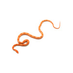 Mandarin Corn Snake
