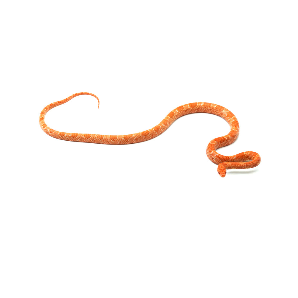 Mandarin Corn Snake