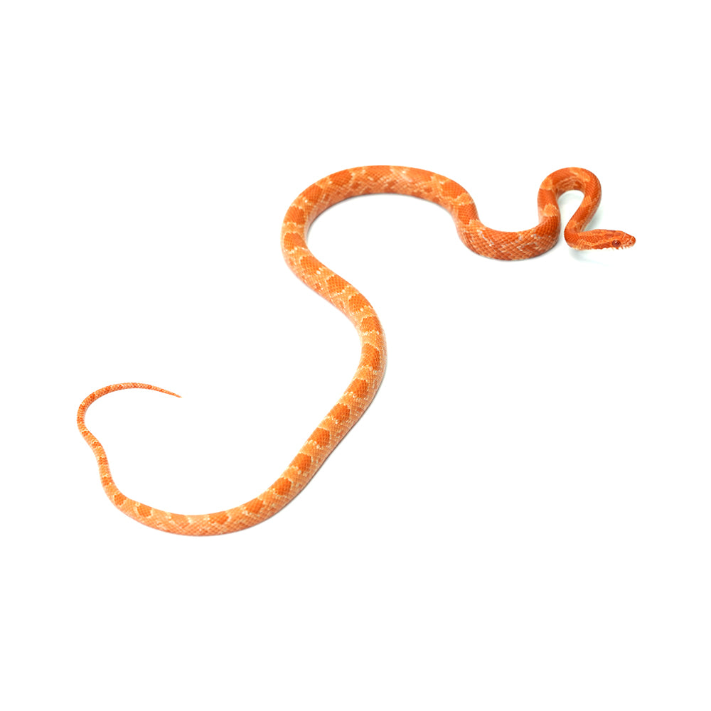 Mandarin Corn Snake