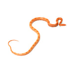 Mandarin Corn Snake