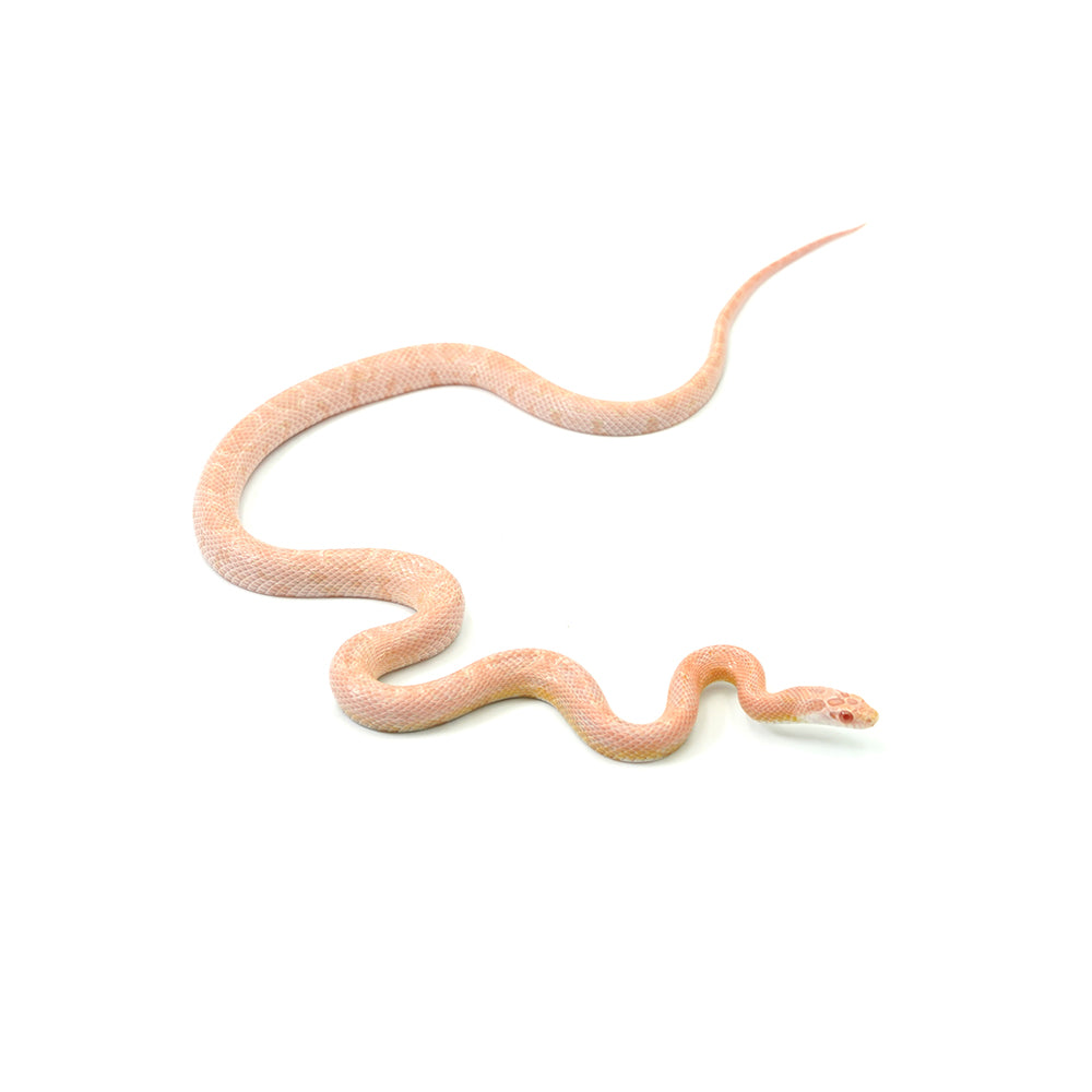 Coral Snow het Motley Blood ph Lava Caramel Corn Snake