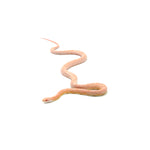 Coral Snow het Motley Blood ph Lava Caramel Corn Snake