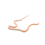 Coral Snow het Motley Blood ph Lava Caramel Corn Snake