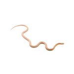 Coral Snow het Motley Blood ph Lava Caramel Corn Snake