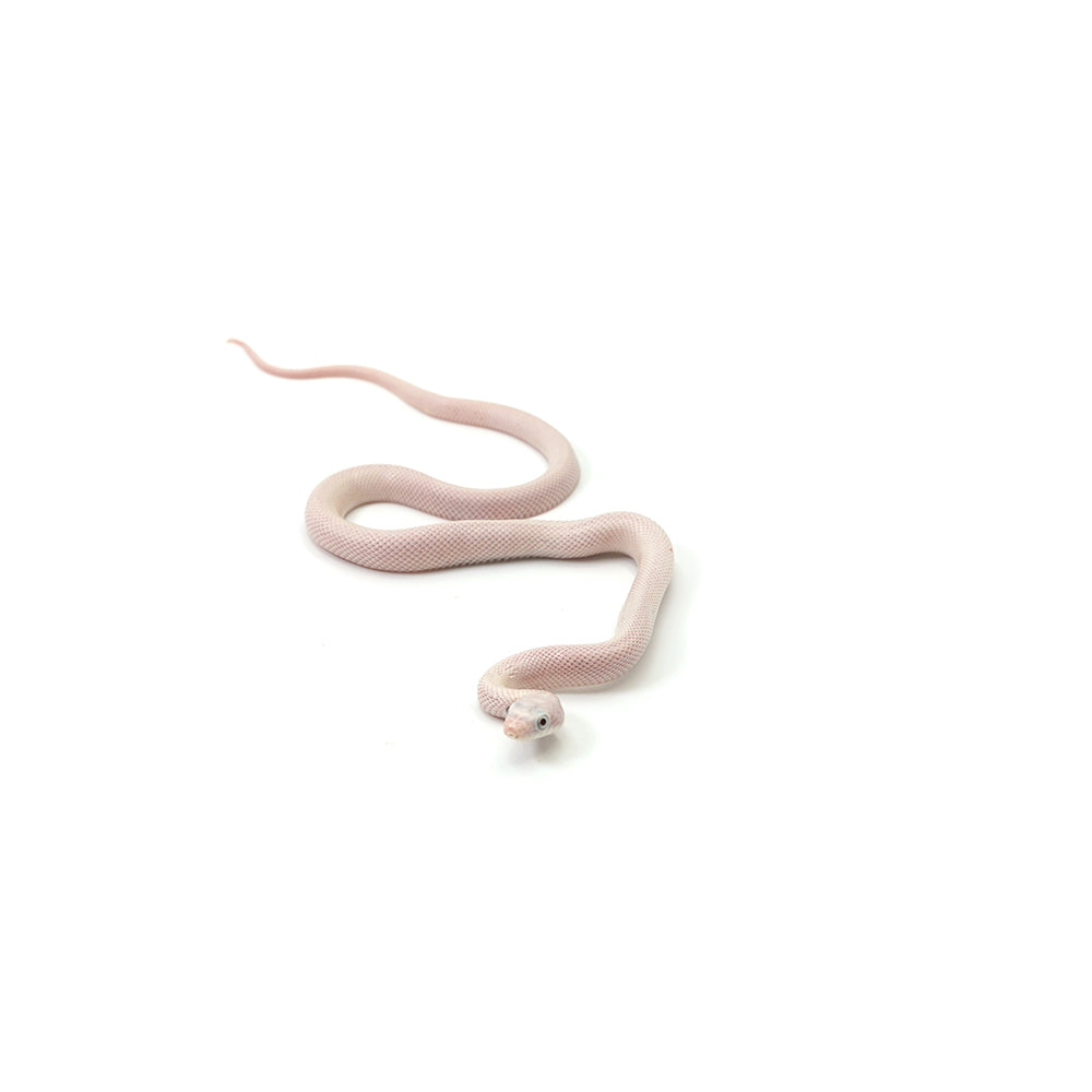 Blue Eyed Leucistic Texas Rat Snake
