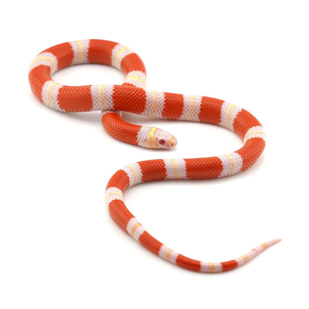 Albino Honduran Milk Snake