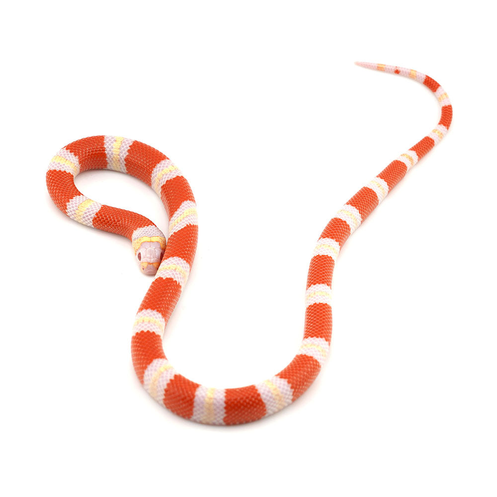 Albino Honduran Milk Snake