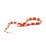 Albino Honduran Milk Snake