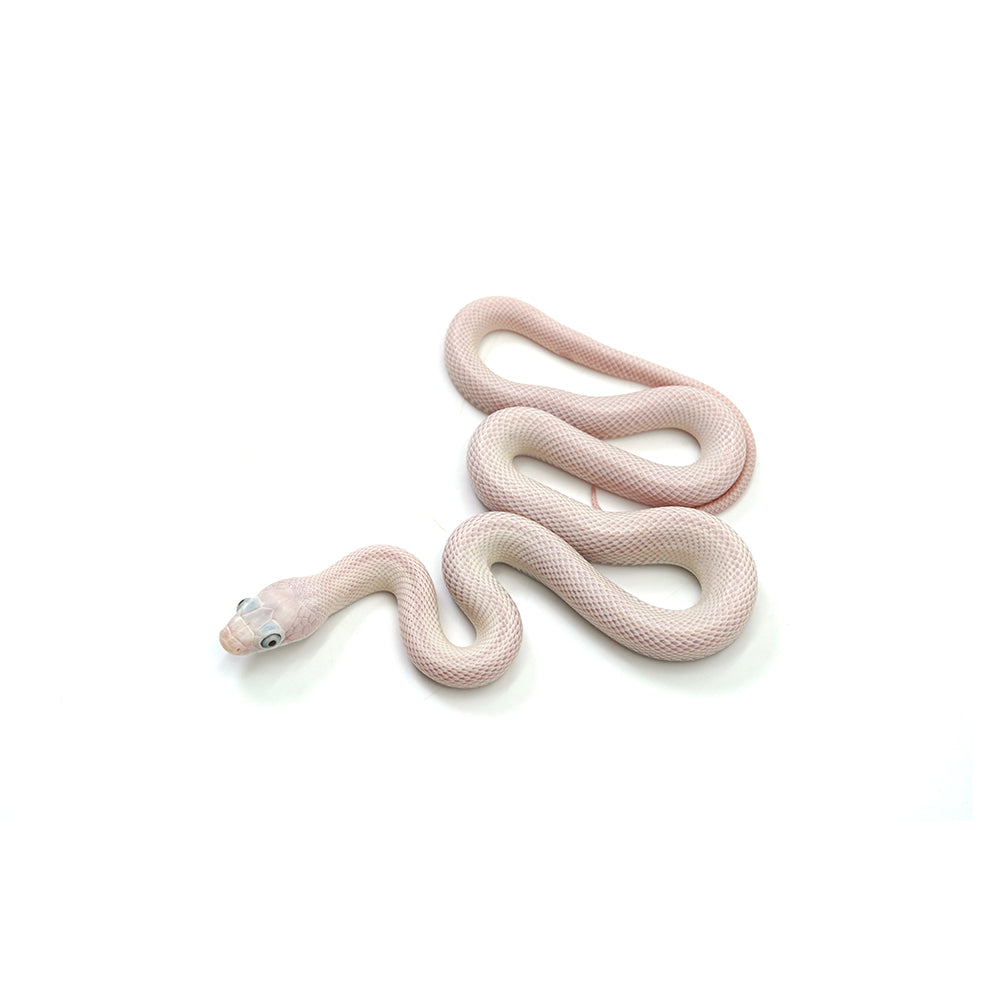 Blue Eyed Leucistic Texas Rat Snake