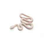 Blue Eyed Leucistic Texas Rat Snake