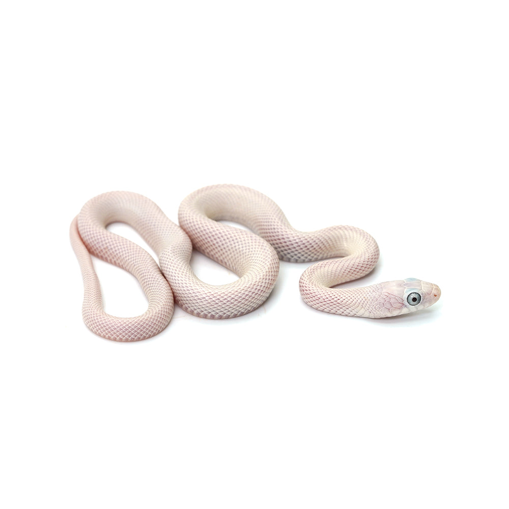 Blue Eyed Leucistic Texas Rat Snake