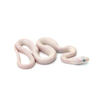 Blue Eyed Leucistic Texas Rat Snake